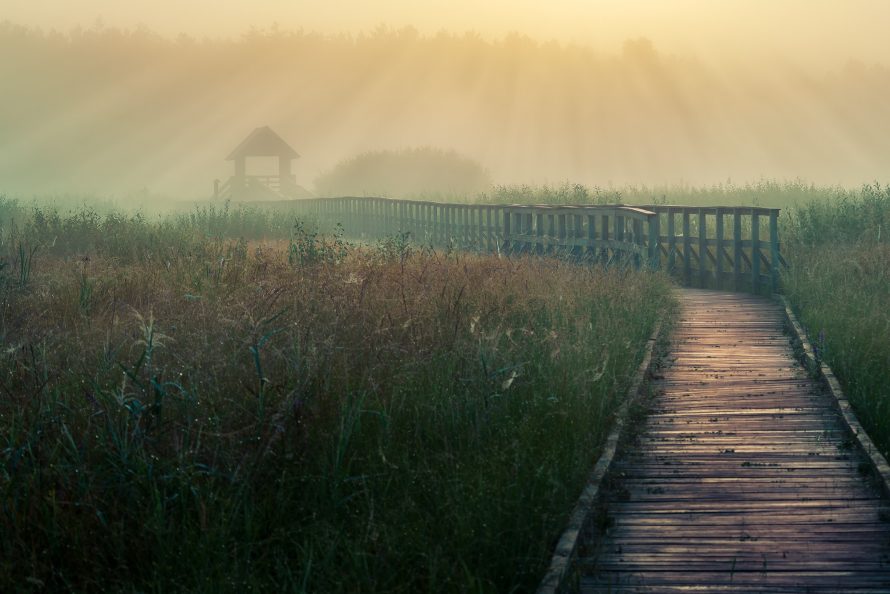 Fotografia konkursowa pierwsze miejsce w kategorii Poleski Park Narodowy