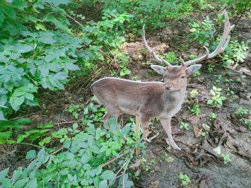 makieta jelenia ukryta wśród krzaków w lesie.