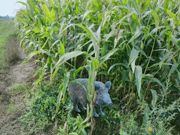 Makieta dzika ukryta na polu kukurydzy
