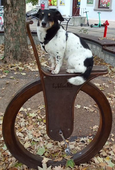 czarno-biały pies siedzący na metalowej instalacji artystycznej