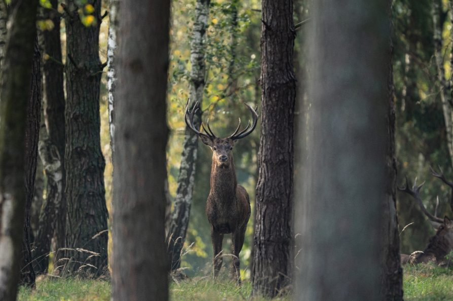 Zdjęcie przedstawiające jelenia wśród pni drzew.
