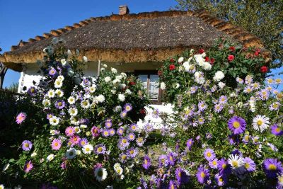Widok na wiejską chatę krytą strzechą i ogródek z kwiatami