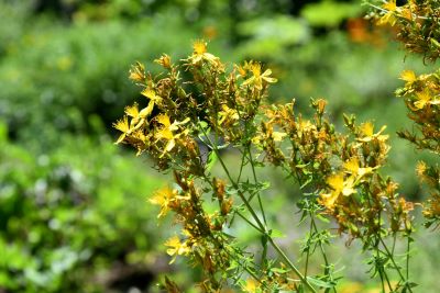 roślina z drobnymi żółtymi kwiatami