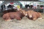 Alternatywą dla trzody chlewnej jest hodowla bydła