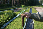 Podczas akcji rozdamy 700 sadzonek przygotowanych przez lubelskich leśników (fot. RDLP w Lublinie)
