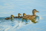 kaczka z młodymi pływające na tafli jeziora