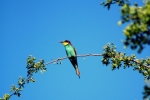 kolorowy ptak siedzący na gałązce na tle nieba