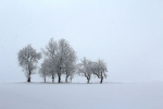 Wyróżnienie. Paweł Bujara, Susiec - Zagubione w śniegu, zimowy krajobraz z Roztocza