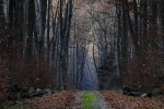Zdjęcie listopada: „Roztoczański Park Narodowy późną jesienią” autorstwa Wiesława Jabłońskiego.