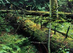 Roztoczański Park Narodowy. Uroczysko. Fot. Karol Dromlewski. Roztoczański Park Narodowy. Uroczysko. Fot. Karol Dromlewski.