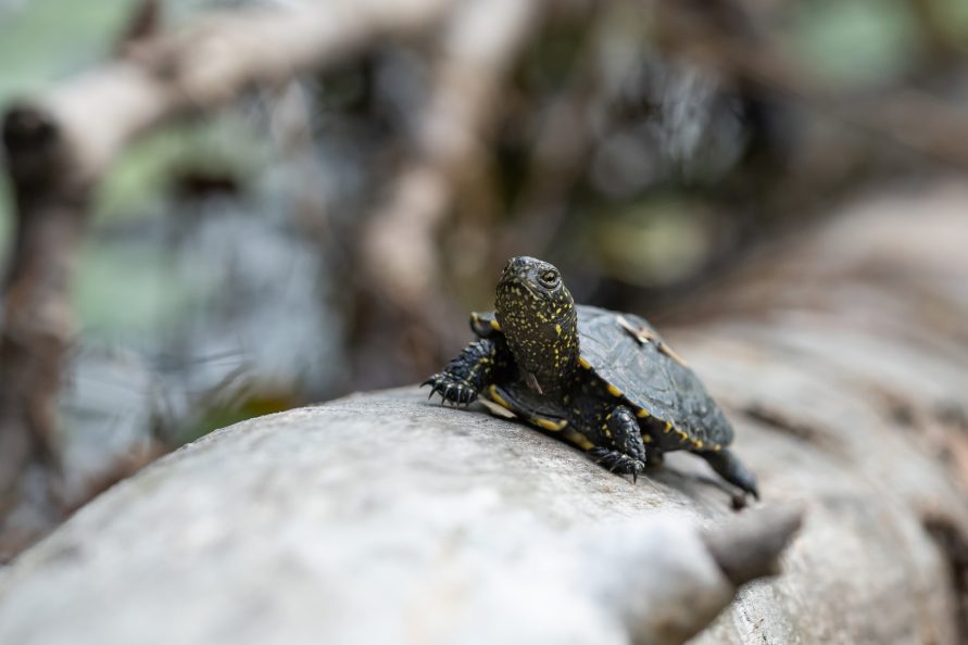 Miejsce 3 w kategorii Poleski Park Narodowy