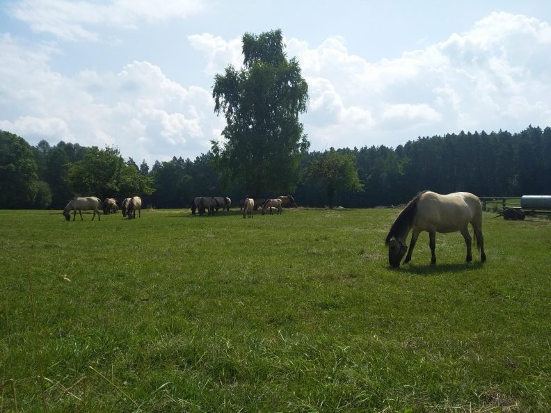 Łąka przedstawiająca kilka pasących się koni w tle znajduje się las.