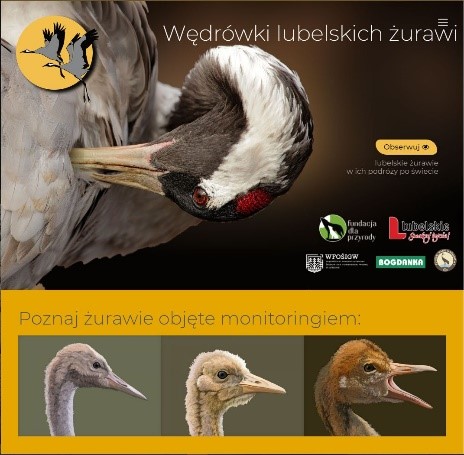 Plakat z napisem w górnym prawym rogu Wędrówki lubelskich żurawi i wizerunkiem żurawia. Na dole znajduje się napis: Poznaj żurawie objęte monitoringiem a pod spodem znajdują się zdjęcia trzech żurawi.