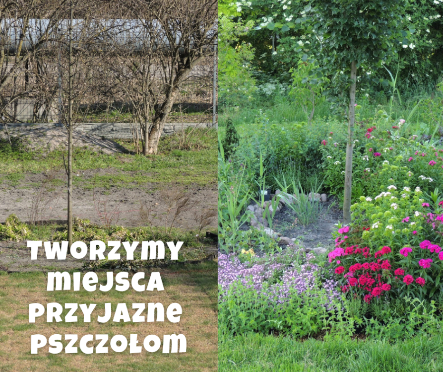 Baner ilustracyjny z napisem "Tworzymy miejsca przyjazne pszczołom" na tle dwóch zdjęć tego samego fragmentu ogrodu - przed założeniem i w fazie kwitnienia