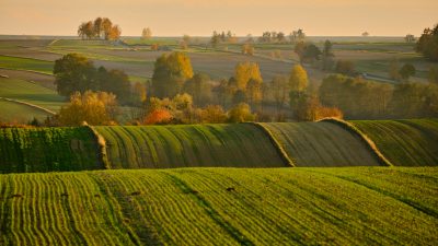Obraz przedstawia pofałdowane wstążki pól poprzetykane kępami drzew w porze popołudniowej w pogodny dzień jesienny.