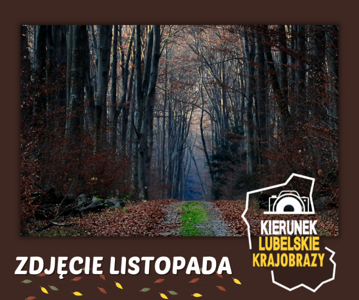 Na obrazku widzimy zdjęcie listopada oraz napis "Zdjęcie listopada" i logo akcji "Kierunek lubelskie krajobrazy". Fotografia „Roztoczański Park Narodowy późną jesienią” autorstwa Wiesława Jabłońskiego przedstawia jesienny widok śródleśnej szerszej dróżki - udeptanej drogi (pośrodku zdjęcia) oraz wysokich drzew rosnących po jej obydwu stronach. Fotografia robiona jest w pochmurny, jesienny dzień. Pobocza dróżki obsypane są zeschniętymi, opadłymi liśćmi.