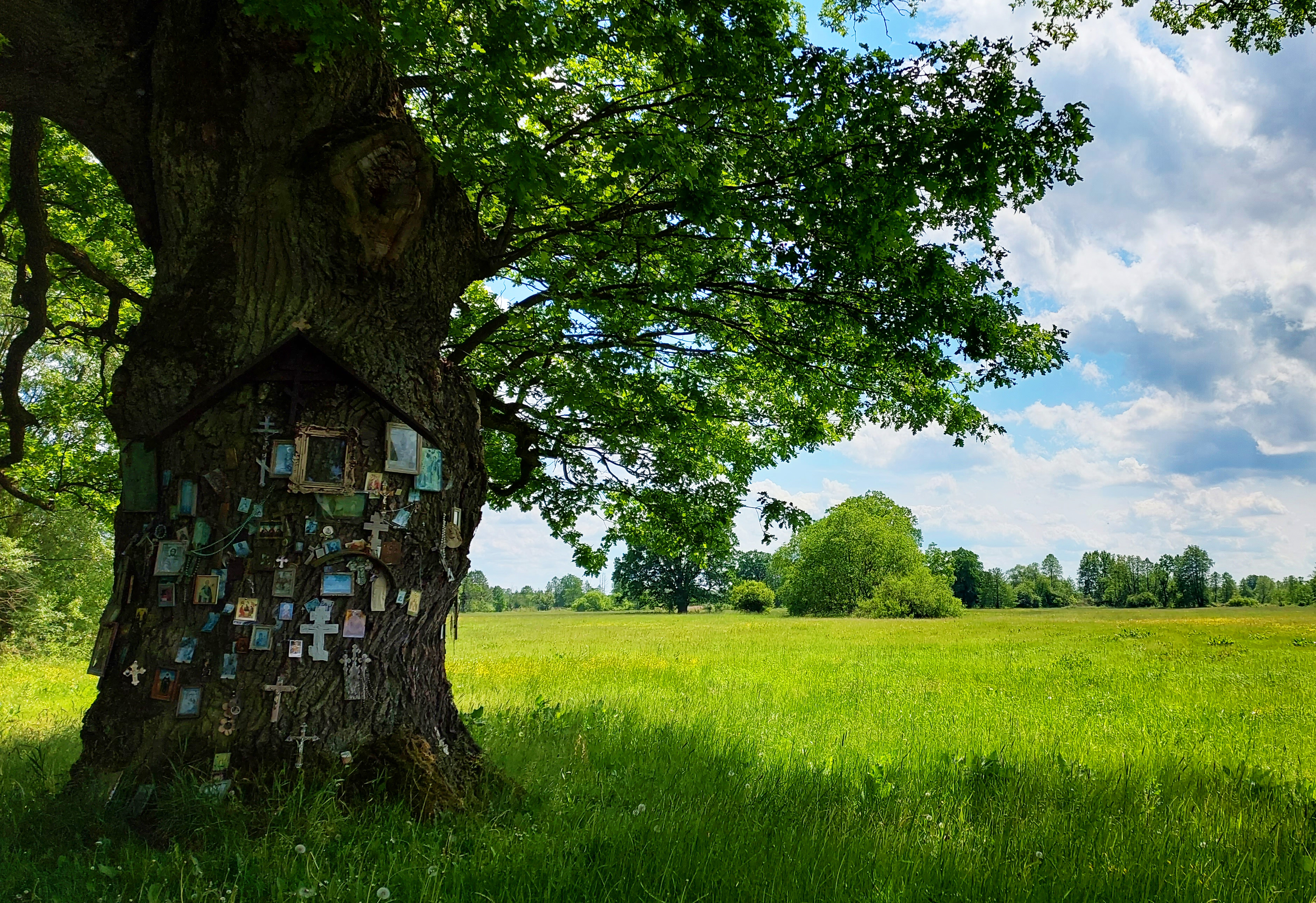 Stare drzewo z przyczepionymi małymi kapliczkami.