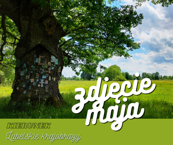 Stare drzewo z przyczepionymi małymi kapliczkami.