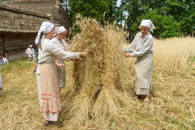 Trzy kobiety w ludowych strojach na terenie skansenu w trakcie żniw
