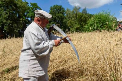 mężczyzna ostrzący kosę na tle zboża
