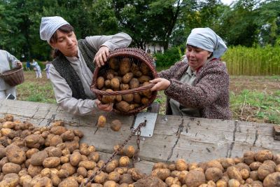 kobiety wysypujace ziemniaki z koszyka