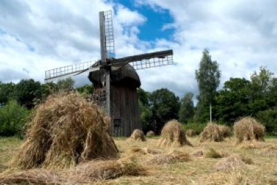 snopki zboża na tle wiatraka