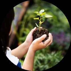 Sadzonka w rączkach dziecka.